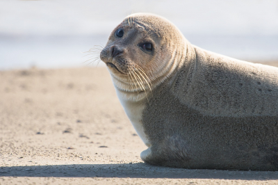 <i class='fa fa-user'></i>&nbsp;Christina&nbsp;|  Gewone  Zeehond&nbsp; <i class='fa fa-eye'>&nbsp;61</i> &nbsp; <i class='fa fa-comment-o'>&nbsp;7</i>