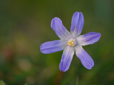 <i class='fa fa-user'></i>&nbsp;janvangastel&nbsp;|  Grote Sneeuwroem&nbsp; <i class='fa fa-eye'>&nbsp;47</i> &nbsp; <i class='fa fa-comment-o'>&nbsp;3</i>