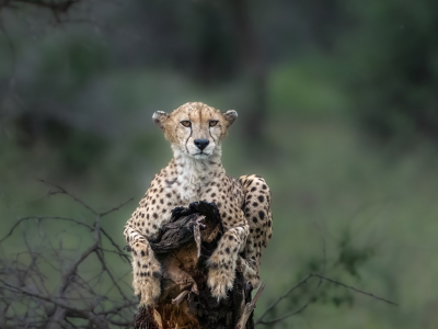 <i class='fa fa-user'></i>&nbsp;harrie69&nbsp;|  Jachtluipaard&nbsp; <i class='fa fa-eye'>&nbsp;157</i> &nbsp;<i class='fa fa-thumbs-up'>&nbsp;10</i> &nbsp; <i class='fa fa-comment-o'>&nbsp;6</i>