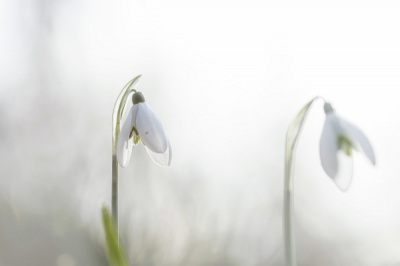 <i class='fa fa-user'></i>&nbsp;kiran&nbsp;|  Gewoon Sneeuwklokje&nbsp; <i class='fa fa-eye'>&nbsp;64</i> &nbsp;<i class='fa fa-thumbs-up'>&nbsp;1</i> &nbsp; <i class='fa fa-comment-o'>&nbsp;6</i>