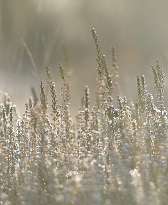 De heide is natuurlijk al een tijdje uitgebloeid, toch zag je nog een paarsige gloed over het gebied. Hier zijn alle uitgebloeide bloemen omringd met een laagje rijp erover. Door het (bijna) tegenlicht krijgen ze daardoor een opgelicht wit randje.