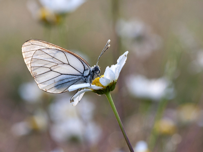 <i class='fa fa-user'></i>&nbsp;Mignon-Creative&nbsp;|  Groot Geaderd Witje&nbsp; <i class='fa fa-eye'>&nbsp;72</i> &nbsp;<i class='fa fa-thumbs-up'>&nbsp;5</i> &nbsp; <i class='fa fa-comment-o'>&nbsp;3</i>