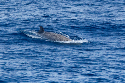 <i class='fa fa-user'></i>&nbsp;Arjen Drost&nbsp;|  Spitssnuitdolfijn sp.&nbsp; <i class='fa fa-eye'>&nbsp;114</i> &nbsp; <i class='fa fa-comment-o'>&nbsp;4</i>