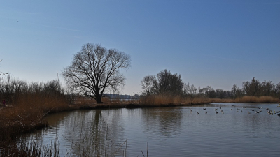 <i class='fa fa-user'></i>&nbsp;kooyammers&nbsp;|  Het Voorjaar komt&nbsp; <i class='fa fa-eye'>&nbsp;54</i> &nbsp;<i class='fa fa-thumbs-up'>&nbsp;1</i> &nbsp; <i class='fa fa-comment-o'>&nbsp;1</i>