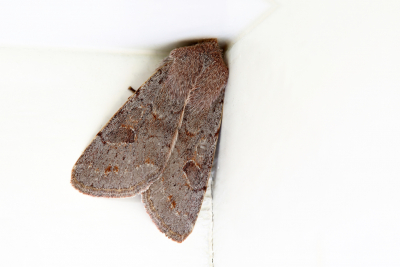 <i class='fa fa-user'></i>&nbsp;Pieter  LJ&nbsp;|  Populierenvoorjaarsuil&nbsp; <i class='fa fa-eye'>&nbsp;71</i> &nbsp;<i class='fa fa-thumbs-up'>&nbsp;7</i> &nbsp; <i class='fa fa-comment-o'>&nbsp;6</i>