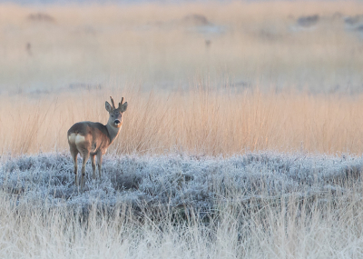 <i class='fa fa-user'></i>&nbsp;Tom&nbsp;|  Ree&nbsp; <i class='fa fa-eye'>&nbsp;116</i> &nbsp;<i class='fa fa-thumbs-up'>&nbsp;4</i> &nbsp; <i class='fa fa-comment-o'>&nbsp;7</i>