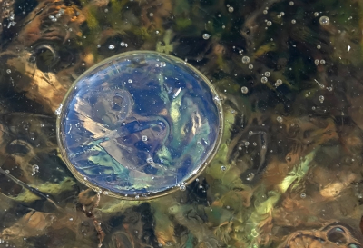 <i class='fa fa-user'></i>&nbsp;nelappelmelk&nbsp;|  De Bubbel in close-up&nbsp; <i class='fa fa-eye'>&nbsp;71</i> &nbsp;<i class='fa fa-thumbs-up'>&nbsp;1</i> &nbsp; <i class='fa fa-comment-o'>&nbsp;6</i>