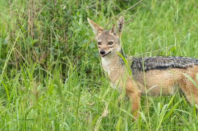 <i class='fa fa-user'></i>&nbsp;harrie69&nbsp;|  Zadeljakhals&nbsp; <i class='fa fa-eye'>&nbsp;95</i> &nbsp; <i class='fa fa-comment-o'>&nbsp;3</i>