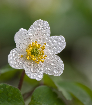 <i class='fa fa-user'></i>&nbsp;janvangastel&nbsp;|  Bosanemoon&nbsp; <i class='fa fa-eye'>&nbsp;96</i> &nbsp;<i class='fa fa-thumbs-up'>&nbsp;8</i> &nbsp; <i class='fa fa-comment-o'>&nbsp;5</i>