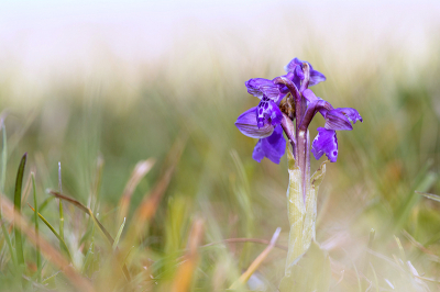 <i class='fa fa-user'></i>&nbsp;Mignon-Creative&nbsp;|  Harlekijn&nbsp; <i class='fa fa-eye'>&nbsp;71</i> &nbsp; <i class='fa fa-comment-o'>&nbsp;2</i>