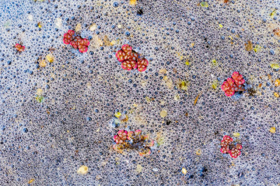 <i class='fa fa-user'></i>&nbsp;kiran&nbsp;|  Grote Kroosvaren&nbsp; <i class='fa fa-eye'>&nbsp;97</i> &nbsp; <i class='fa fa-comment-o'>&nbsp;7</i>