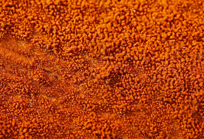 <i class='fa fa-user'></i>&nbsp;Cor&nbsp;|  Trentepohlia aurea&nbsp; <i class='fa fa-eye'>&nbsp;97</i> &nbsp; <i class='fa fa-comment-o'>&nbsp;8</i>