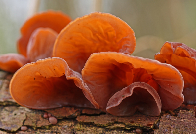 <i class='fa fa-user'></i>&nbsp;Cor&nbsp;|  Echt Judasoor&nbsp; <i class='fa fa-eye'>&nbsp;79</i> &nbsp;<i class='fa fa-thumbs-up'>&nbsp;1</i> &nbsp; <i class='fa fa-comment-o'>&nbsp;3</i>