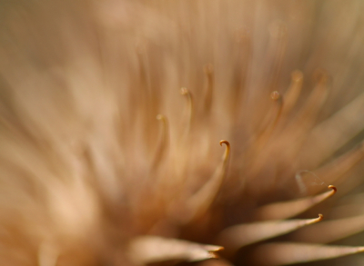 <i class='fa fa-user'></i>&nbsp;Mark de Bruijn&nbsp;|  Speerdistel&nbsp; <i class='fa fa-eye'>&nbsp;81</i> &nbsp;<i class='fa fa-thumbs-up'>&nbsp;1</i> &nbsp; <i class='fa fa-comment-o'>&nbsp;6</i>