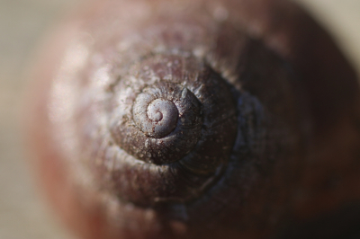 <i class='fa fa-user'></i>&nbsp;Mark de Bruijn&nbsp;|  Zwartgerande Tuinslak&nbsp; <i class='fa fa-eye'>&nbsp;116</i> &nbsp;<i class='fa fa-thumbs-up'>&nbsp;2</i> &nbsp; <i class='fa fa-comment-o'>&nbsp;7</i>