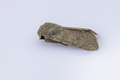 <i class='fa fa-user'></i>&nbsp;Martin Verbeeten&nbsp;|  Kleine Voorjaarsuil&nbsp; <i class='fa fa-eye'>&nbsp;59</i> &nbsp; <i class='fa fa-comment-o'>&nbsp;5</i>