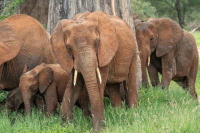 <i class='fa fa-user'></i>&nbsp;harrie69&nbsp;|  Afrikaanse Olifant&nbsp; <i class='fa fa-eye'>&nbsp;71</i> &nbsp;<i class='fa fa-thumbs-up'>&nbsp;1</i> &nbsp; <i class='fa fa-comment-o'>&nbsp;3</i>