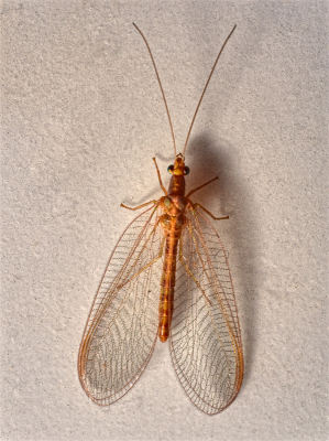 <i class='fa fa-user'></i>&nbsp;janvangastel&nbsp;|  Groene Gaasvlieg&nbsp; <i class='fa fa-eye'>&nbsp;52</i> &nbsp;<i class='fa fa-thumbs-up'>&nbsp;3</i> &nbsp; <i class='fa fa-comment-o'>&nbsp;4</i>