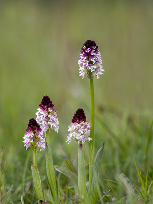 <i class='fa fa-user'></i>&nbsp;Mignon-Creative&nbsp;|  Aangebrande Orchis&nbsp; <i class='fa fa-eye'>&nbsp;104</i> &nbsp;<i class='fa fa-thumbs-up'>&nbsp;6</i> &nbsp; <i class='fa fa-comment-o'>&nbsp;6</i>