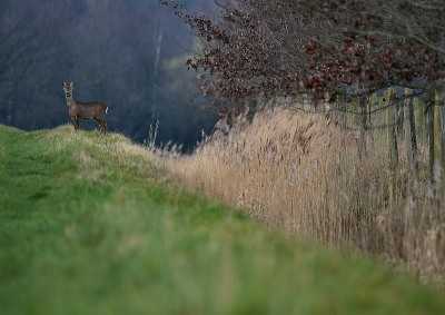 <i class='fa fa-user'></i>&nbsp;robert-jan&nbsp;|  Ree&nbsp; <i class='fa fa-eye'>&nbsp;98</i> &nbsp;<i class='fa fa-thumbs-up'>&nbsp;1</i> &nbsp; <i class='fa fa-comment-o'>&nbsp;3</i>