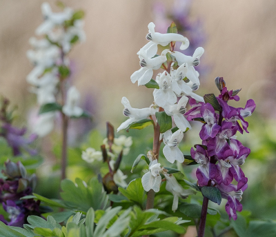 <i class='fa fa-user'></i>&nbsp;Tim Oord&nbsp;|  Holwortel&nbsp; <i class='fa fa-eye'>&nbsp;61</i> &nbsp;<i class='fa fa-thumbs-up'>&nbsp;3</i> &nbsp; <i class='fa fa-comment-o'>&nbsp;3</i>