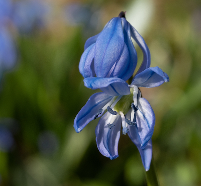 <i class='fa fa-user'></i>&nbsp;Tim Oord&nbsp;|  Oosterse Sterhyacint&nbsp; <i class='fa fa-eye'>&nbsp;50</i> &nbsp; <i class='fa fa-comment-o'>&nbsp;1</i>