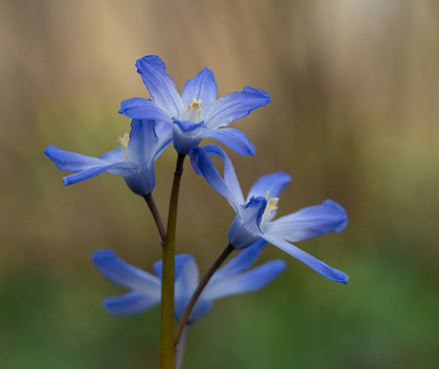 <i class='fa fa-user'></i>&nbsp;Tim Oord&nbsp;|  Grote Sneeuwroem&nbsp; <i class='fa fa-eye'>&nbsp;65</i> &nbsp;<i class='fa fa-thumbs-up'>&nbsp;3</i> &nbsp; <i class='fa fa-comment-o'>&nbsp;4</i>