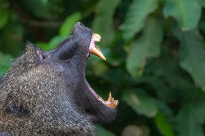 <i class='fa fa-user'></i>&nbsp;harrie69&nbsp;|  Beerbaviaan&nbsp; <i class='fa fa-eye'>&nbsp;66</i> &nbsp; <i class='fa fa-comment-o'>&nbsp;2</i>