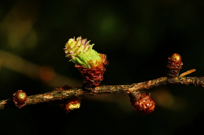 <i class='fa fa-user'></i>&nbsp;frbeuming&nbsp;|  Europese Lork � Japanse Lork&nbsp; <i class='fa fa-eye'>&nbsp;49</i> &nbsp;<i class='fa fa-thumbs-up'>&nbsp;1</i> &nbsp; <i class='fa fa-comment-o'>&nbsp;3</i>