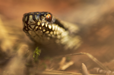 <i class='fa fa-user'></i>&nbsp;Bertus&nbsp;|  Adder&nbsp; <i class='fa fa-eye'>&nbsp;118</i> &nbsp;<i class='fa fa-thumbs-up'>&nbsp;7</i> &nbsp; <i class='fa fa-comment-o'>&nbsp;6</i>