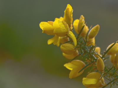 <i class='fa fa-user'></i>&nbsp;janvangastel&nbsp;|  Gaspeldoorn&nbsp; <i class='fa fa-eye'>&nbsp;43</i> &nbsp;<i class='fa fa-thumbs-up'>&nbsp;1</i> &nbsp; <i class='fa fa-comment-o'>&nbsp;1</i>