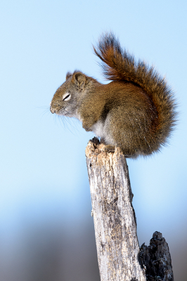 <i class='fa fa-user'></i>&nbsp;Jan Luit&nbsp;|  Amerikaanse Rode Eekhoorn&nbsp; <i class='fa fa-eye'>&nbsp;82</i> &nbsp;<i class='fa fa-thumbs-up'>&nbsp;6</i> &nbsp; <i class='fa fa-comment-o'>&nbsp;5</i>