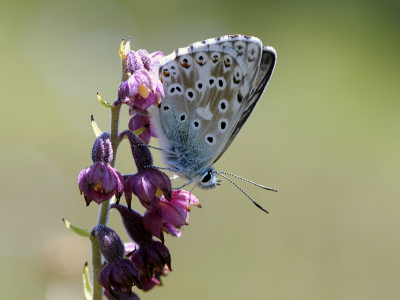 <i class='fa fa-user'></i>&nbsp;Mignon-Creative&nbsp;|  Bleek Blauwtje&nbsp; <i class='fa fa-eye'>&nbsp;53</i> &nbsp;<i class='fa fa-thumbs-up'>&nbsp;4</i> &nbsp; <i class='fa fa-comment-o'>&nbsp;4</i>