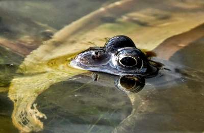 <i class='fa fa-user'></i>&nbsp;nelappelmelk&nbsp;|  Bruine Kikker&nbsp; <i class='fa fa-eye'>&nbsp;71</i> &nbsp;<i class='fa fa-thumbs-up'>&nbsp;3</i> &nbsp; <i class='fa fa-comment-o'>&nbsp;3</i>