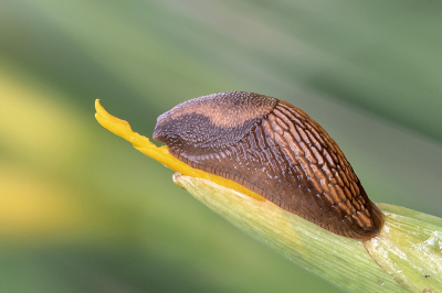 <i class='fa fa-user'></i>&nbsp;Johan van Gurp&nbsp;|  Rode Wegslak&nbsp; <i class='fa fa-eye'>&nbsp;71</i> &nbsp;<i class='fa fa-thumbs-up'>&nbsp;1</i> &nbsp; <i class='fa fa-comment-o'>&nbsp;2</i>