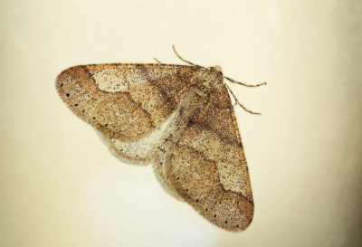 <i class='fa fa-user'></i>&nbsp;Pieter  LJ&nbsp;|  Grote Voorjaarsspanner&nbsp; <i class='fa fa-eye'>&nbsp;64</i> &nbsp;<i class='fa fa-thumbs-up'>&nbsp;5</i> &nbsp; <i class='fa fa-comment-o'>&nbsp;7</i>