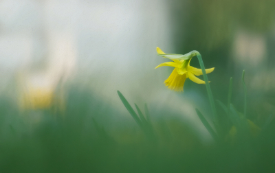 <i class='fa fa-user'></i>&nbsp;Jurgen Maassen&nbsp;|  Wilde Narcis&nbsp; <i class='fa fa-eye'>&nbsp;75</i> &nbsp;<i class='fa fa-thumbs-up'>&nbsp;7</i> &nbsp; <i class='fa fa-comment-o'>&nbsp;6</i>