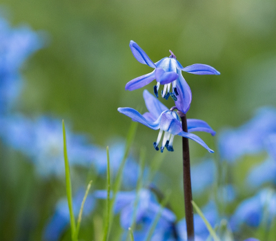 <i class='fa fa-user'></i>&nbsp;Tim Oord&nbsp;|  Oosterse Sterhyacint&nbsp; <i class='fa fa-eye'>&nbsp;51</i> &nbsp; <i class='fa fa-comment-o'>&nbsp;1</i>