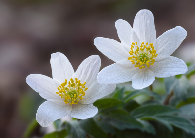 <i class='fa fa-user'></i>&nbsp;janvangastel&nbsp;|  Bosanemoon&nbsp; <i class='fa fa-eye'>&nbsp;64</i> &nbsp;<i class='fa fa-thumbs-up'>&nbsp;7</i> &nbsp; <i class='fa fa-comment-o'>&nbsp;8</i>