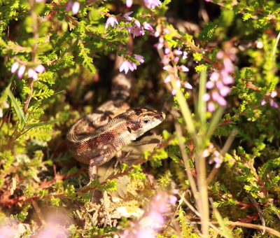 <i class='fa fa-user'></i>&nbsp;rixte&nbsp;|  Levendbarende Hagedis&nbsp; <i class='fa fa-eye'>&nbsp;72</i> &nbsp; <i class='fa fa-comment-o'>&nbsp;2</i>