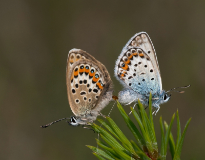 <i class='fa fa-user'></i>&nbsp;Robert Rodenburg&nbsp;|  Heideblauwtje&nbsp; <i class='fa fa-eye'>&nbsp;84</i> &nbsp;<i class='fa fa-thumbs-up'>&nbsp;10</i> &nbsp; <i class='fa fa-comment-o'>&nbsp;9</i>