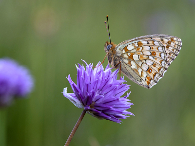 <i class='fa fa-user'></i>&nbsp;Mignon-Creative&nbsp;|  Duinparelmoervlinder&nbsp; <i class='fa fa-eye'>&nbsp;76</i> &nbsp;<i class='fa fa-thumbs-up'>&nbsp;8</i> &nbsp; <i class='fa fa-comment-o'>&nbsp;4</i>