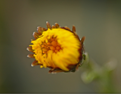 <i class='fa fa-user'></i>&nbsp;Cor&nbsp;|  Klein Hoefblad&nbsp; <i class='fa fa-eye'>&nbsp;72</i> &nbsp;<i class='fa fa-thumbs-up'>&nbsp;10</i> &nbsp; <i class='fa fa-comment-o'>&nbsp;10</i>