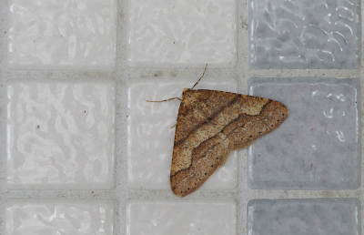 <i class='fa fa-user'></i>&nbsp;Ad Sprang&nbsp;|  Grote Voorjaarsspanner&nbsp; <i class='fa fa-eye'>&nbsp;100</i> &nbsp;<i class='fa fa-thumbs-up'>&nbsp;1</i> &nbsp; <i class='fa fa-comment-o'>&nbsp;9</i>