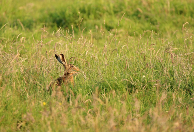 <i class='fa fa-user'></i>&nbsp;Ruben de Bruijn&nbsp;|  Haas&nbsp; <i class='fa fa-eye'>&nbsp;59</i> &nbsp; <i class='fa fa-comment-o'>&nbsp;3</i>