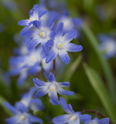 <i class='fa fa-user'></i>&nbsp;Tim Oord&nbsp;|  Grote Sneeuwroem&nbsp; <i class='fa fa-eye'>&nbsp;48</i> &nbsp;<i class='fa fa-thumbs-up'>&nbsp;2</i> &nbsp; <i class='fa fa-comment-o'>&nbsp;3</i>