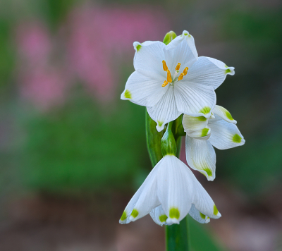 <i class='fa fa-user'></i>&nbsp;janvangastel&nbsp;|  Zomerklokje&nbsp; <i class='fa fa-eye'>&nbsp;60</i> &nbsp;<i class='fa fa-thumbs-up'>&nbsp;4</i> &nbsp; <i class='fa fa-comment-o'>&nbsp;7</i>