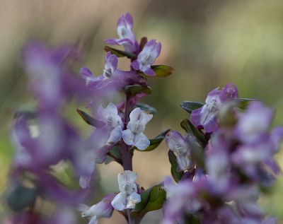 <i class='fa fa-user'></i>&nbsp;Tim Oord&nbsp;|  Holwortel&nbsp; <i class='fa fa-eye'>&nbsp;50</i> &nbsp;<i class='fa fa-thumbs-up'>&nbsp;2</i> &nbsp; <i class='fa fa-comment-o'>&nbsp;1</i>