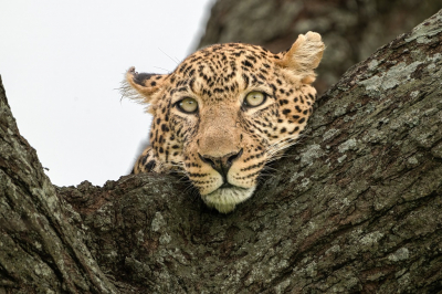 <i class='fa fa-user'></i>&nbsp;harrie69&nbsp;|  Luipaard&nbsp; <i class='fa fa-eye'>&nbsp;96</i> &nbsp;<i class='fa fa-thumbs-up'>&nbsp;3</i> &nbsp; <i class='fa fa-comment-o'>&nbsp;5</i>