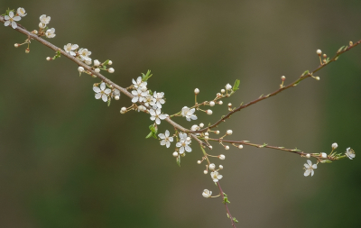 <i class='fa fa-user'></i>&nbsp;Jurgen Maassen&nbsp;|  Sleedoorn&nbsp; <i class='fa fa-eye'>&nbsp;71</i> &nbsp;<i class='fa fa-thumbs-up'>&nbsp;3</i> &nbsp; <i class='fa fa-comment-o'>&nbsp;4</i>